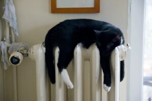 Katt vilar på vattenradiator/element.